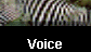  Voice 