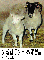 복제양 돌리(왼쪽)